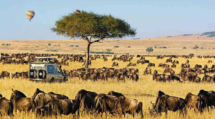 Enjoy the Ultimate African Safari Experience African Safari