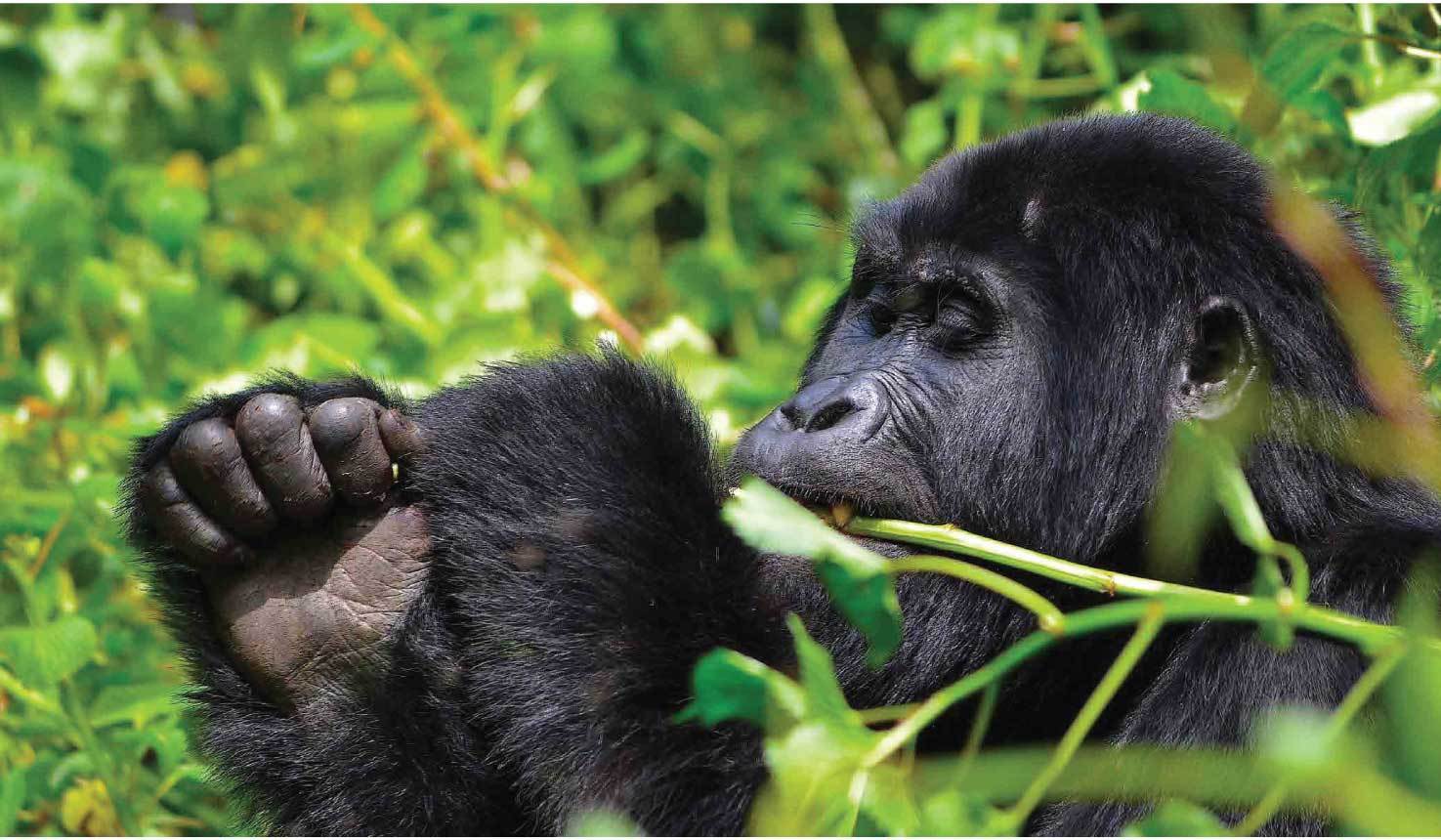 Ugand Rwanda Primates