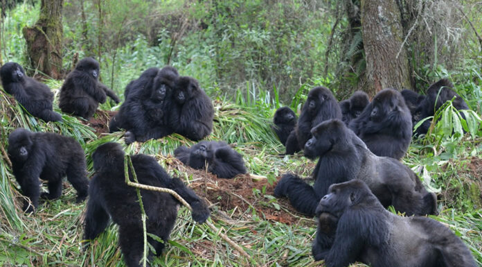 Rwanda Safari – Meet the Great Apes of Africa Rwanda Gorilla Family