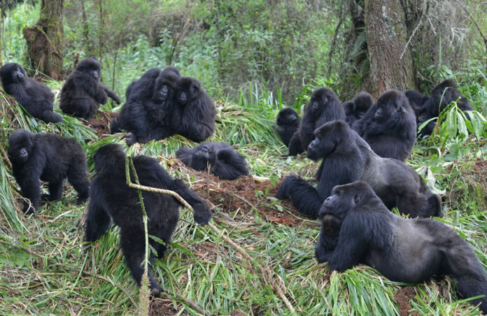 Rwanda Gorilla Family