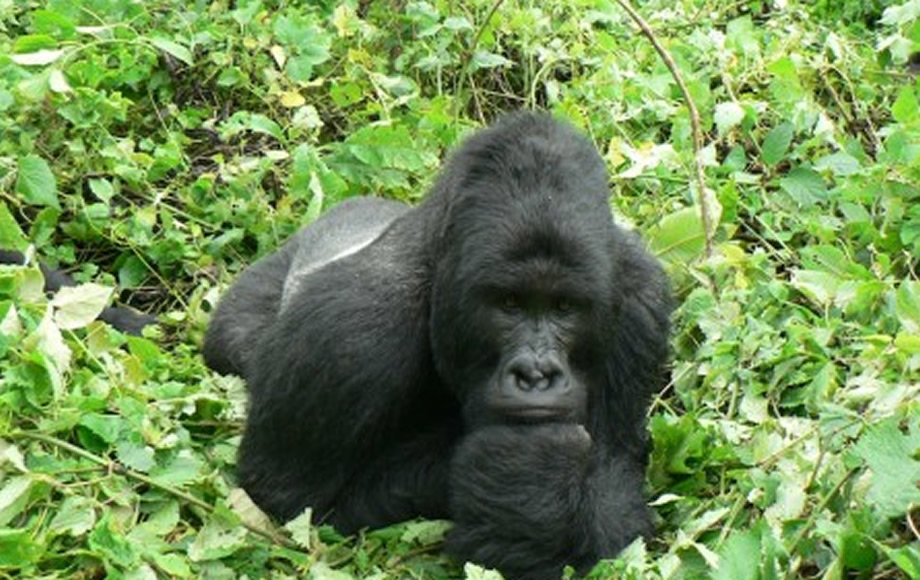 Bageni of Virunga National Park