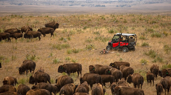 Visit the Buffalo Herds and the Indian Reservation Bison Herds