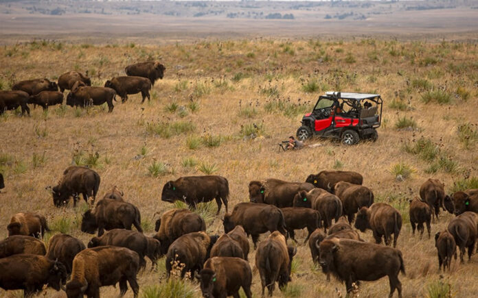 Bison Herds