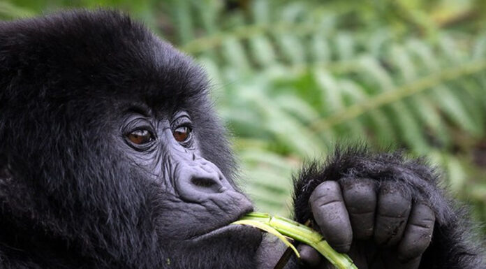 Guide to Gorilla Trekking in Uganda Bwindi Mountain Gorilla
