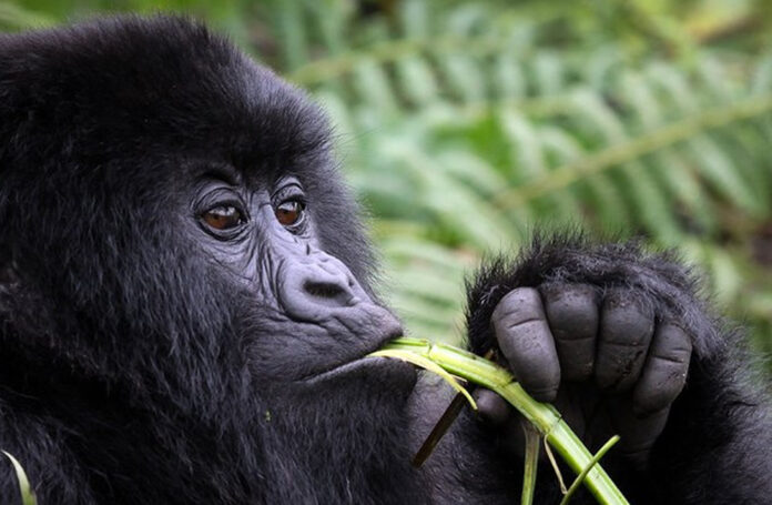 Bwindi Mountain Gorilla