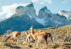 Patagonia – Get Into the Wild of Argentina Patagonia Travel Guide