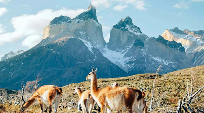 Patagonia – Get Into the Wild of Argentina Patagonia Travel Guide