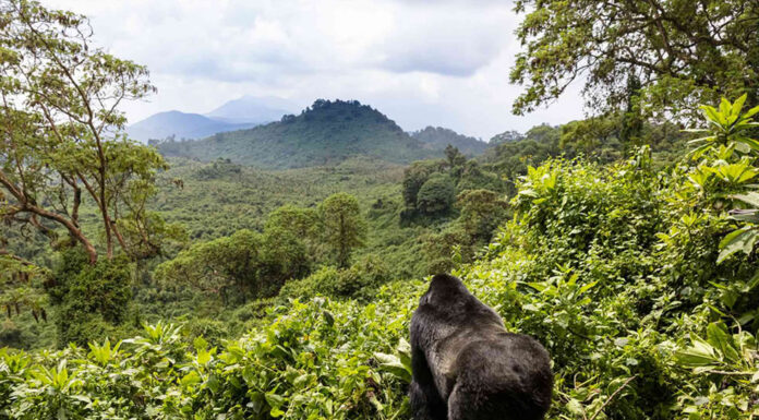 Go on Safari in Rwanda Rwanda Mountain Gorillas