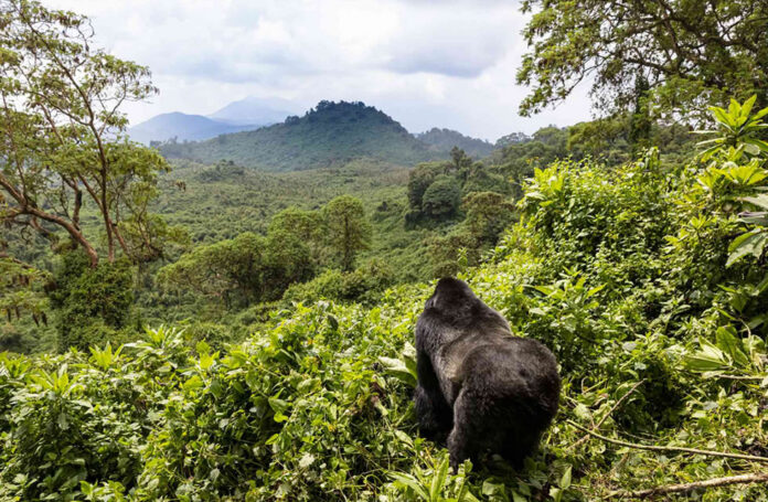 Rwanda Mountain Gorillas