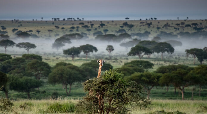 Traveling to Uganda – The Pearl of Africa Uganda Wildlife