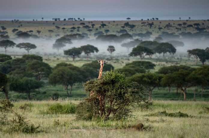 Uganda Wildlife