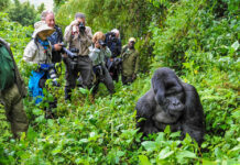 Gorilla Trekking in Uganda or Rwanda: Where to Go in 2024 Rwanda Gorilla Trekking