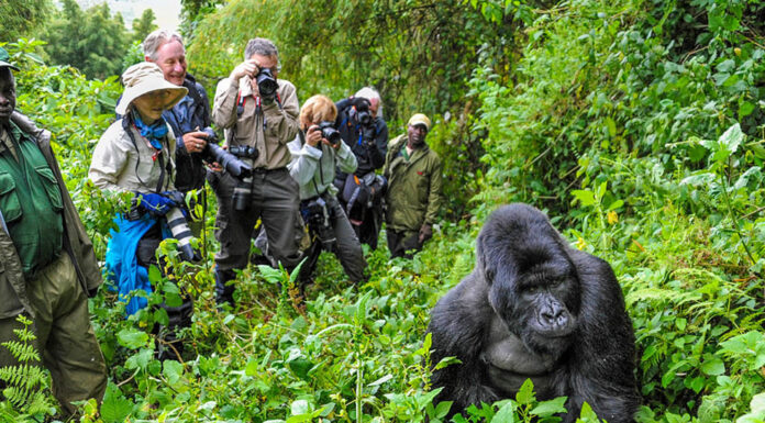 Gorilla Trekking in Uganda or Rwanda: Where to Go in 2024 Rwanda Gorilla Trekking