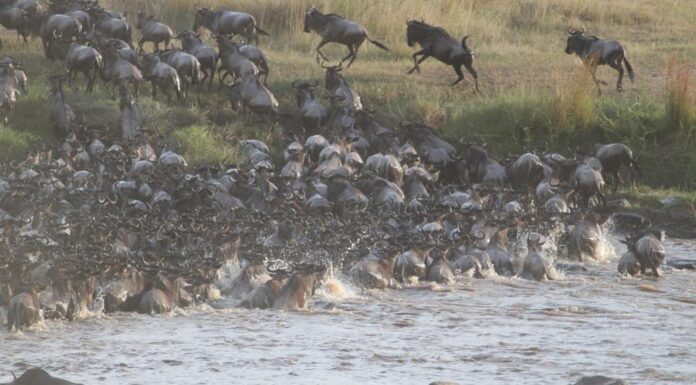 Experience Wildebeest Migration & Mountain Gorillas in 2024 Wildebeest Migration Safari