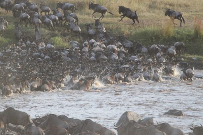 Wildebeest Migration Safari