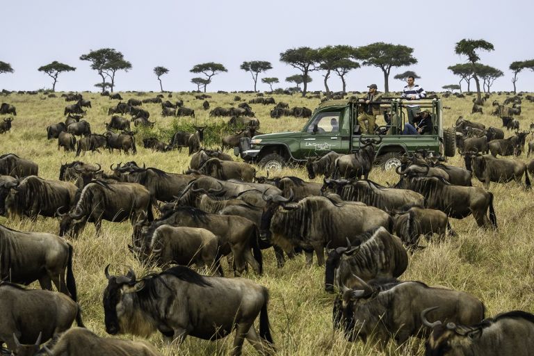 Wildebeest Migration