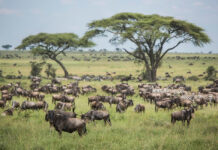 5 African Safaris to Enjoy in 2024 Serengeti Wildebeests