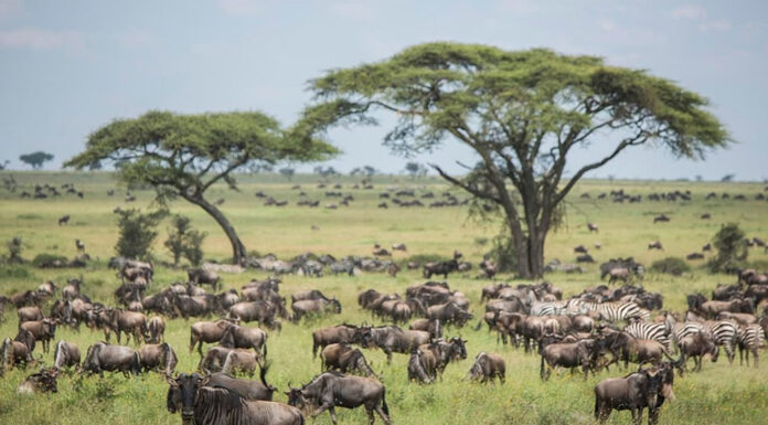5 African Safaris to Enjoy in 2024 Serengeti Wildebeests