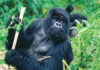 Guide to Gorilla Trekking in Rwanda Gorilla Trekking in Rwanda