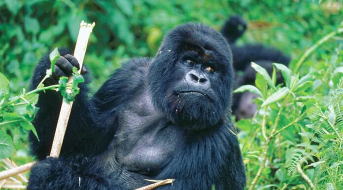 Guide to Gorilla Trekking in Rwanda Gorilla Trekking in Rwanda