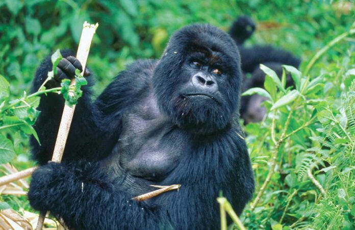 Gorilla Trekking in Rwanda