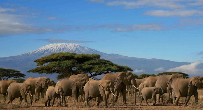 Kenya Safari